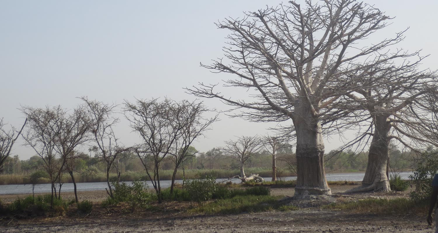 Ponte Diga Balouo Salo Senegal Africa
